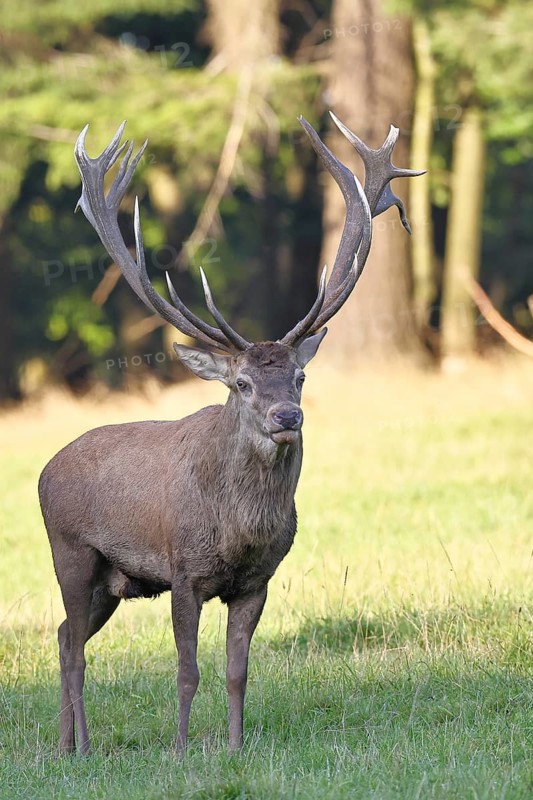 Red deer (Cervus elaphus) in rutting season, capital stag in a forest clearing, animal portrait, wildlife, autumn, Sauerland, North Rhine-Westphalia, Germany