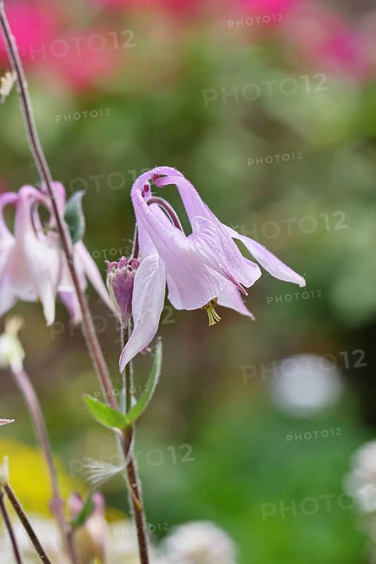 Columbine (Aquilegia vulgaris), white flower at the edge of a forest, in spring, Wilnsdorf, North Rhine-Westphalia, Germany
