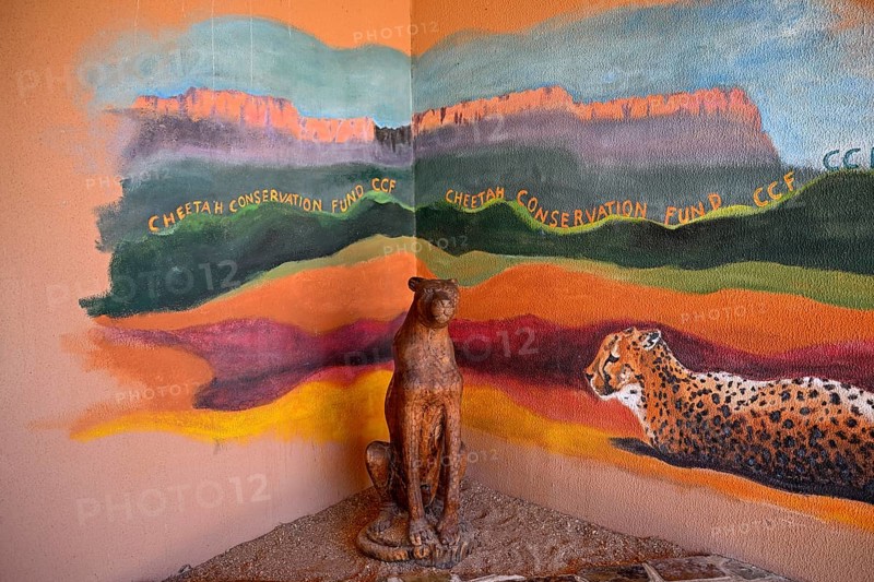 Model of a cheetah (Acinonyx jubatus) at the Field Conservation Centre and Reserve of the Cheetah Conservation Fund (CCF), Elandsvreugde Farm, near Otjiwarongo, Otjozondjupa Region, Namibia