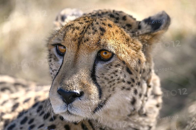 Cheetah (Acinonyx jubatus) at the Field Conservation Centre and Reserve of the Cheetah Conservation Fund (CCF), portrait, Elandsvreugde Farm, near Otjiwarongo, Otjozondjupa Region, Namibia