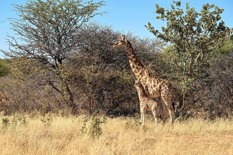 Angola giraffe (Giraffa camelopardalis angolensis) with young at the foot of the Waterberg, Otjozondjupa region, Namibia