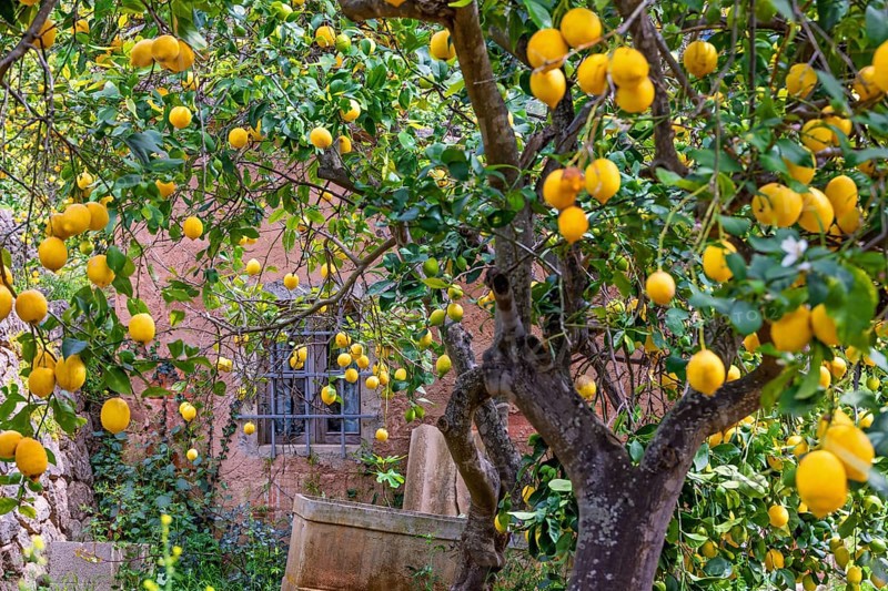 Ripe lemons hanging on the tree branches in a garden by an idyllic pink house in the countryside, Mallorca, Spain