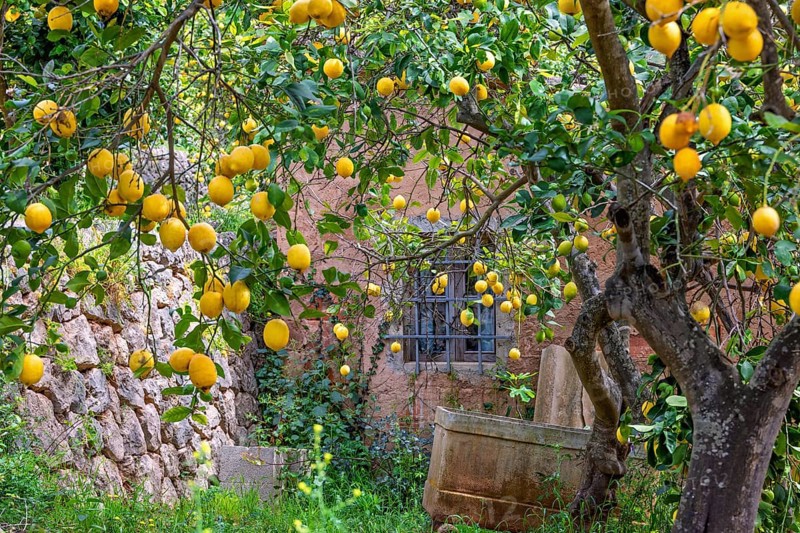 Old idyllic pink cottage with lot of yellow lemons on the trees in the fruit garden, Mallorca, Spain