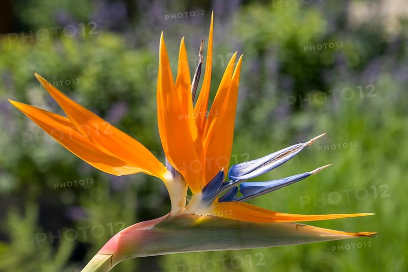 Bird of paradise flower, Strelitzia, single flower, close-up, Westphalia, North Rhine-Westphalia, Germany