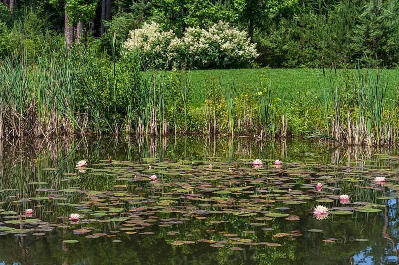 Pond with water lilies (Nymphaea), many flowers and leaves, meadow and flowering bush at the edge, Westphalia, North Rhine-Westphalia, Germany