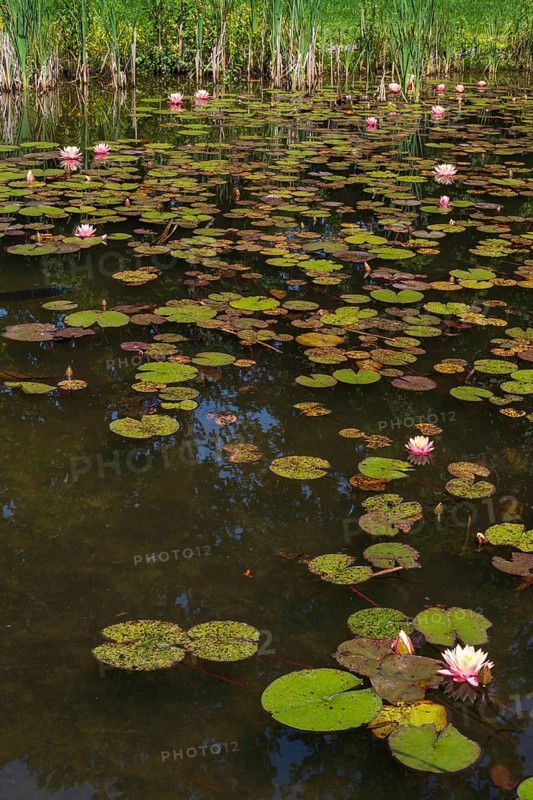 Pond with water lilies (Nymphaea), many flowers and leaves, Westphalia, North Rhine-Westphalia, Germany