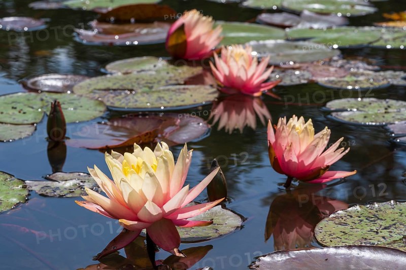 Pond with water lilies (Nymphaea), four flowers with reflection, close-up, Westphalia, North Rhine-Westphalia, Germany