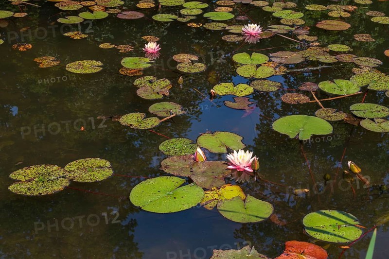 Pond with water lilies (Nymphaea), several flowers and leaves, Westphalia, North Rhine-Westphalia, Germany