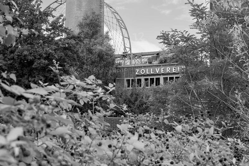Zollverein coking plant, visitor centre, blackberry bushes in the foreground, sun wheel, black and white photo, UNESCO World Heritage Site, Essen, Ruhr area, North Rhine-Westphalia, Germany