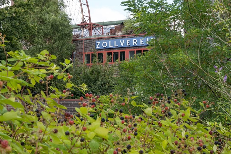 Zollverein coking plant, visitor centre, blackberry bushes in the foreground, UNESCO World Heritage Site, Essen, Ruhr area, North Rhine-Westphalia, Germany