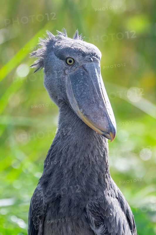 Animal portrait, Shoebill (Balaeniceps rex) in the swamps of Mabamba, Lake Victoria, Uganda
