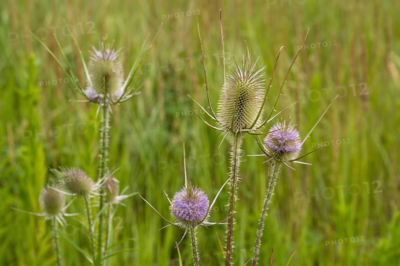 Wild teasel against a green background, blurred grasses, Dipsacus fullonum, Ruhr area, North Rhine-Westphalia, Germany