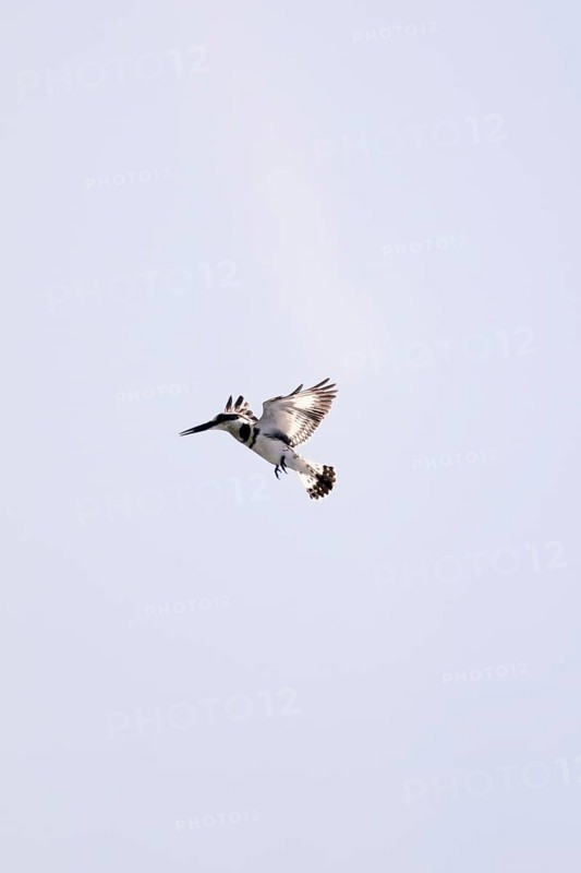 Grey Kingfisher (Ceryle rudis), in flight, Mabamba Swamp, Lake Victoria, Uganda