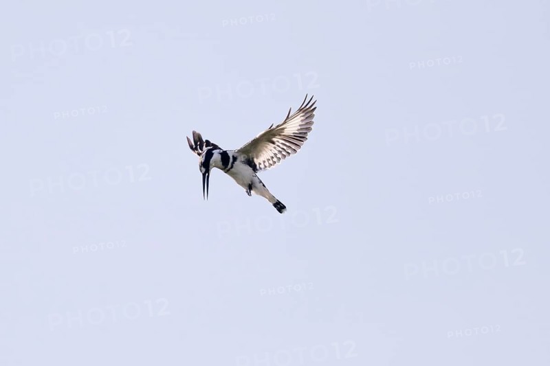Grey Kingfisher (Ceryle rudis), in flight, Mabamba Swamp, Lake Victoria, Uganda