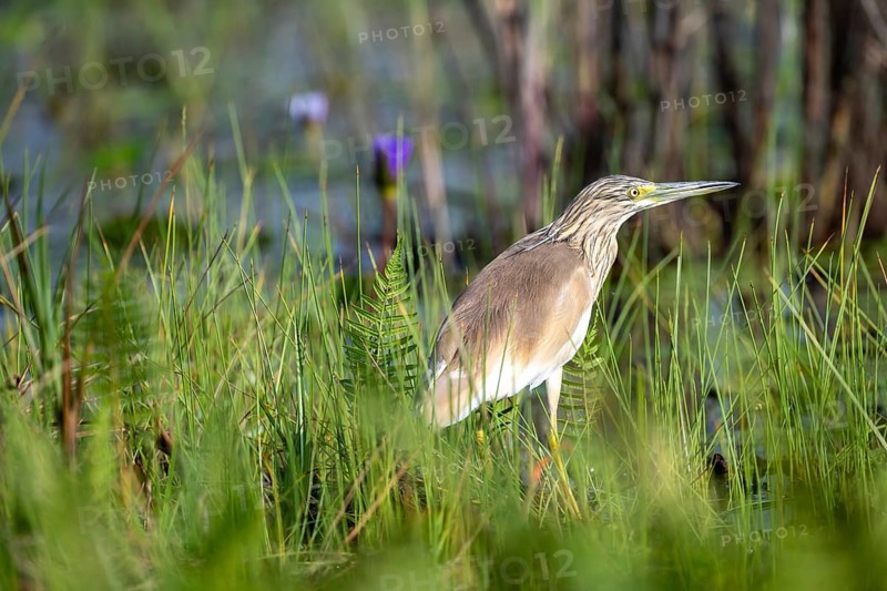 Squacco Heron (Ardeola ralloides), bird on the shore, Mabamba Swamp, Lake Victoria, Uganda