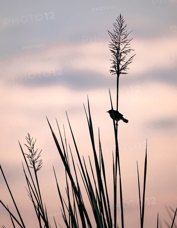 Swamp flycatcher (Muscicapa aquatica), silhouette, bird sitting on reeds, morning mood, Mabamba Swamp, Lake Victoria, Uganda