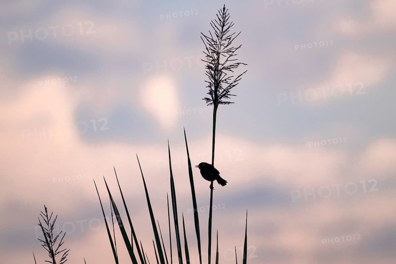 Swamp flycatcher (Muscicapa aquatica), silhouette, bird sitting on reeds, morning mood, Mabamba Swamp, Lake Victoria, Uganda