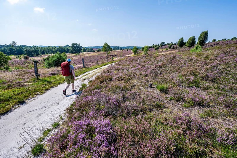 Hiker on a path through flowering heathland, heather and juniper bushes, Lüneburg Heath nature reserve, Lower Saxony, Germany