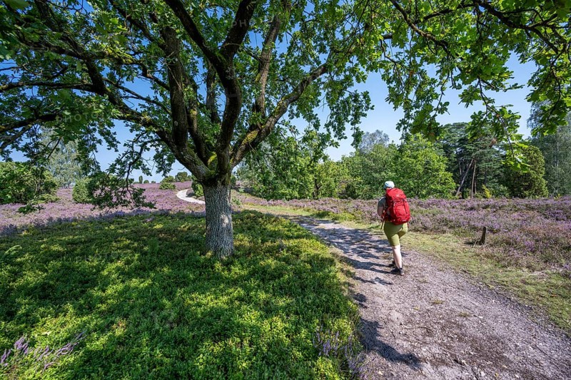 Hiker on a hiking trail with an oak tree, purple flowering heather, broom heather and juniper bushes, Wilsede, Lüneburg Heath nature reserve, Lower Saxony, Germany
