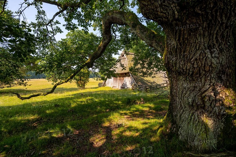 Old oak tree and historic sheepfold, Wilsede, Lüneburg Heath nature reserve, Lower Saxony, Germany