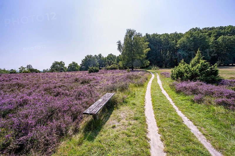 Path and bench, purple flowering heath, heather and juniper bushes, Lüneburg Heath nature reserve, Lower Saxony, Germany