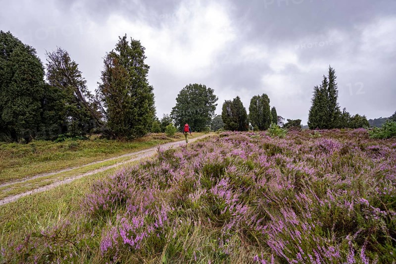 Hiker on a path through purple flowering heath, heather and juniper bushes, Lüneburg Heath nature reserve, Lower Saxony, Germany