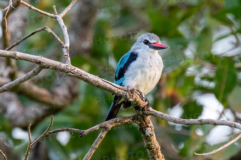 Senegal Kingfisher (Halcyon senegalensis) on a branch, Ziwa Rhino Sanctuary, Uganda
