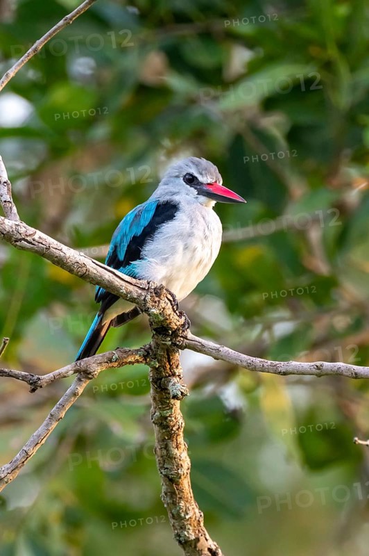 Senegal Kingfisher (Halcyon senegalensis) on a branch, Ziwa Rhino Sanctuary, Uganda