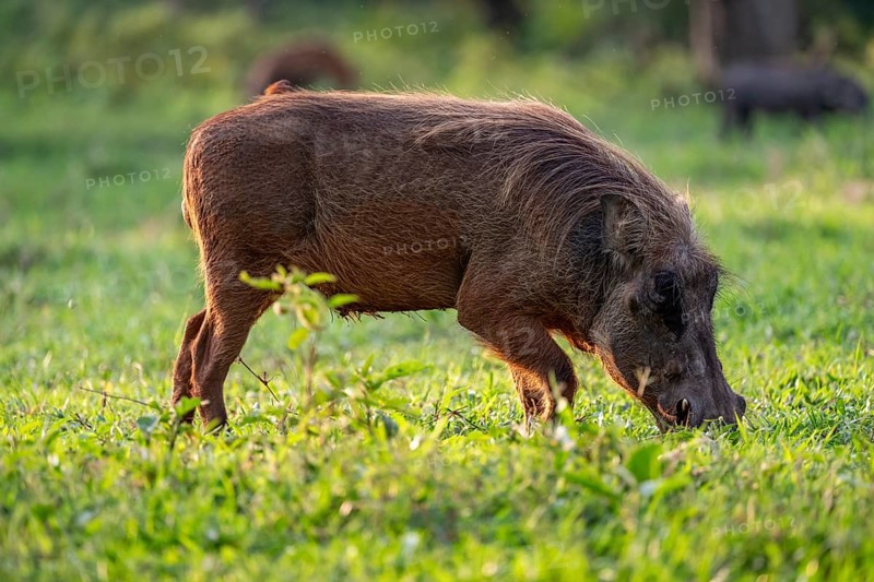 Warthog (Phacochoerus Africanus), Ziwa Rhino Sanctuary, Uganda