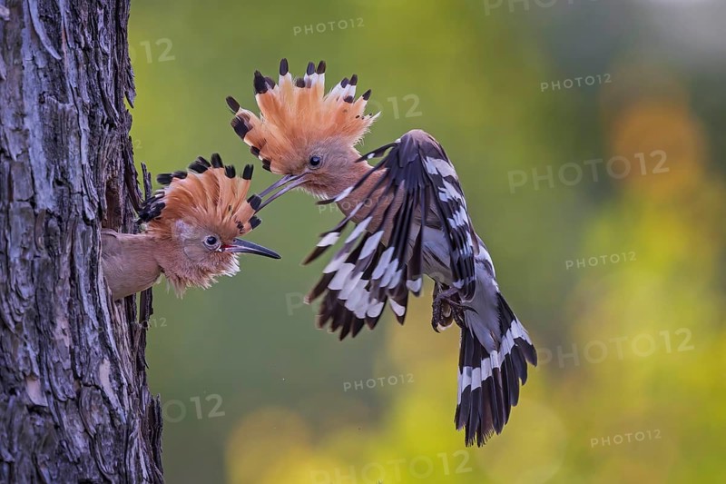Hoopoe (Upupa epops) Bird of the Year 2022, male with food, prey, foraging, food for the young birds, erected bonnet, sunrise, interaction, breeding cave, nest, young bird begging for food, flying, on approach, wings, climate change, Middle Elbe Biosphere Reserve, Saxony-Anhalt, Germany