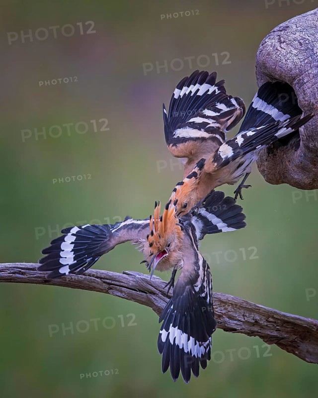 Hoopoe (Upupa epops) Bird of the Year 2022, male, interaction, adult bird throws young bird out of breeding cavity, occupation of breeding cavity by foreign bird pair, young bird partially able to fly, behavioural pattern, takeover by foreign pair, climate change, Middle Elbe Biosphere Reserve, Saxony-Anhalt, Germany