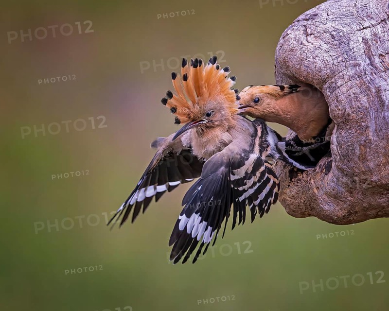 Hoopoe (Upupa epops) Bird of the Year 2022, male, interaction, adult bird throws young bird out of breeding cavity, occupation of breeding cavity by foreign pair, young bird partially able to fly, behavioural pattern, takeover by foreign pair, climate change, Middle Elbe Biosphere Reserve, Saxony-Anhalt, Germany