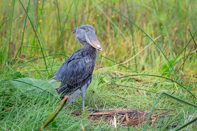 Shoebill (Balaeniceps rex), young bird kneeling in nest, Mabamba Swamp, Lake Victoria, Uganda