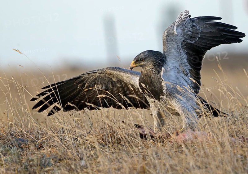 Aguja or Andean Buzzard (Geranoaetus melanoleucus australis) feeding on prey, Torres del Paine National Park, Patagonia, Chile, South America