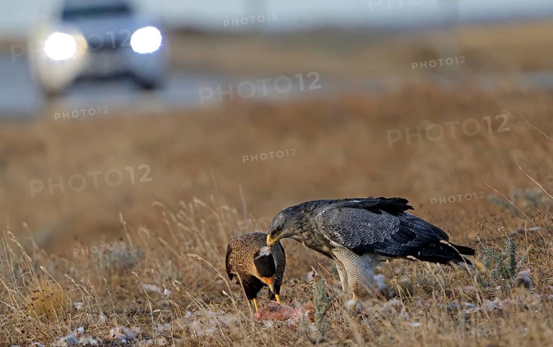 Crested caracaras (Caracara plancus) and aguja or Andean buzzard (Geranoaetus melanoleucus australis), Patagonia, Chile, South America