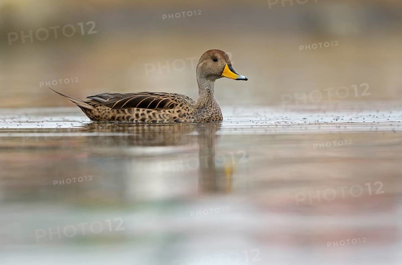 Andean duck (Anas flavirostris), Torres del Paine National Park, Patagonia, Chile, South America