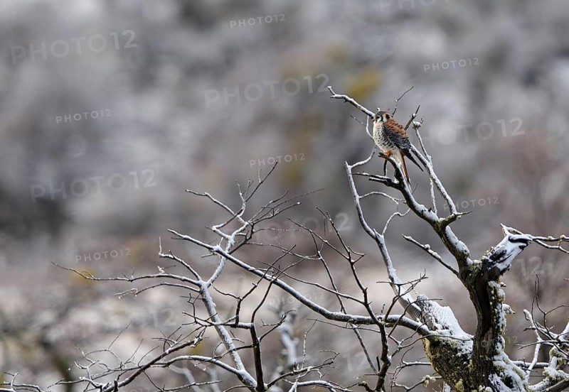 Coloured falcon (Falco sparverius), Torres del Paine National Park, Patagonia, Chile, South America