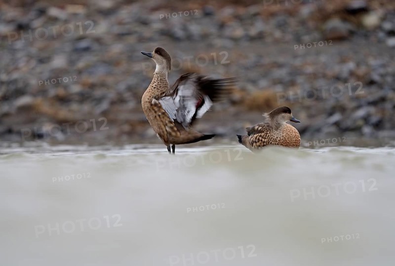 Crested Duck (Lophonetta specularioides) Torres del Paine National Park, Patagonia, Chile, South America