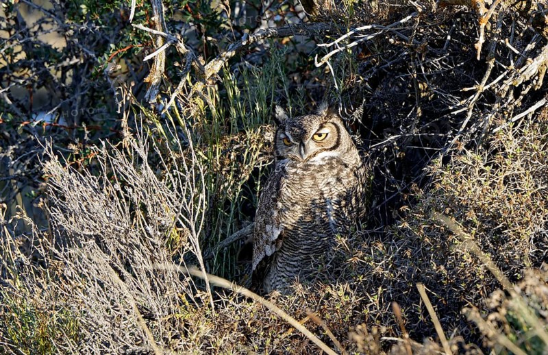 Magellanic eagle owl (Bubo magellanicus), Torres del Paine National Park, Patagonia, Chile, South America