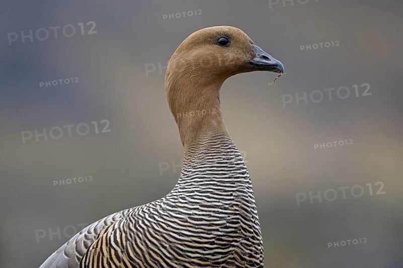 Magellanic goose (Chloephaga picta) female, Patagonia, South America