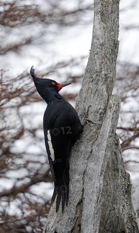 Magellanic Woodpecker (Campephilus magellanicus) female, Patagonia, South America