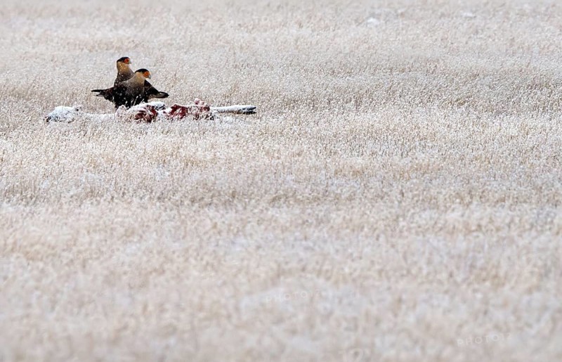 Crested caracaras (Caracara plancus) on a dead guanaco, Patagonia, Chile, South America