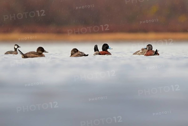 Lake Duck (Oxyura vittata), Patagonia, Chile, South America