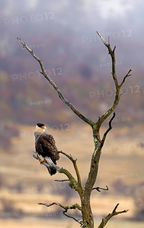 Crested caracaras (Caracara plancus), Patagonia, Chile, South America