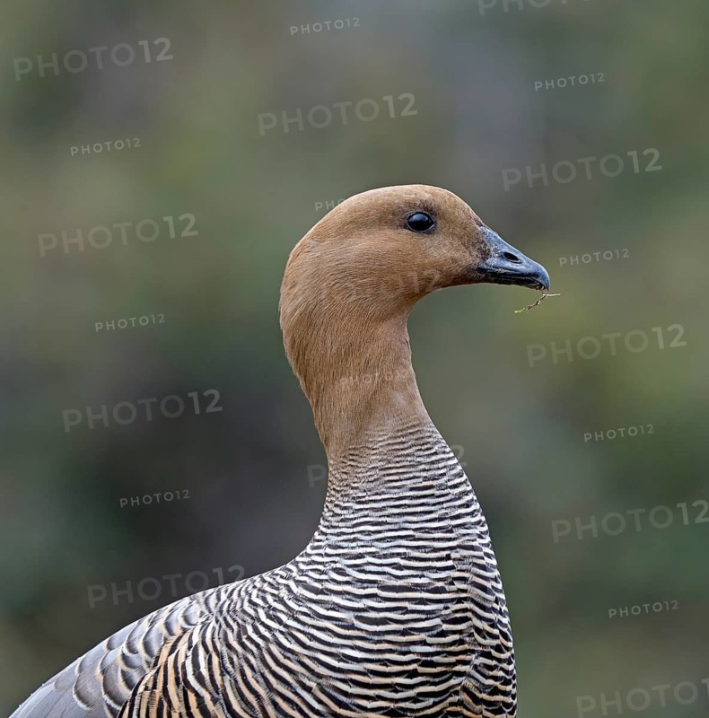 Magellanic goose (Chloephaga picta) female, Patagonia, South America
