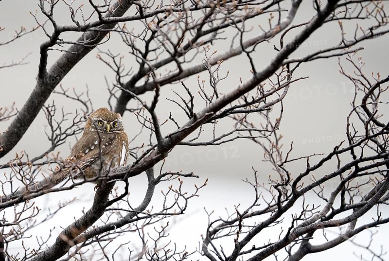Patagonian Pygmy-owl (Glaucidium nanum), Araucanian Owl, Patagonian Pygmy-owl, Araucanian Owl, Austral Pygmy-owl (Glaucidium nana) adult, Patagonia, Chile, South America