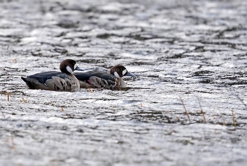 Copper scoters (Speculanas specularis), Patagonia, Chile, South America