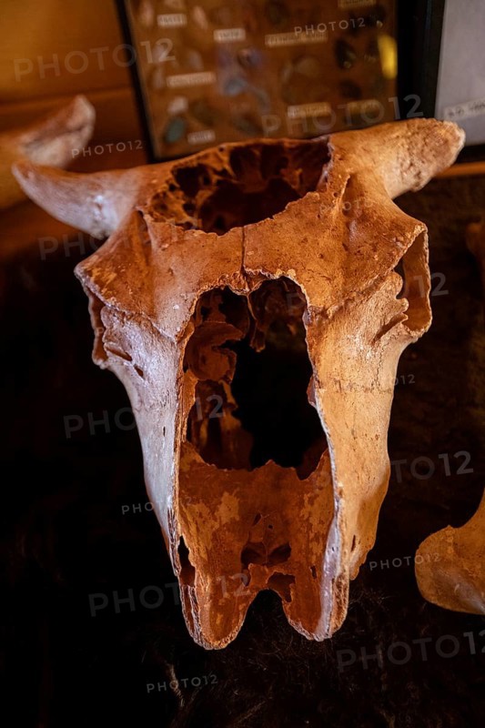 Beulah, Wyoming - The bison skull on display at the Vore Buffalo Jump, a sinkhole used by Plains Indians as a trap for bison from about 1550 through 1800. Archaeologists have uncovered thousands of bones, though only about 10 percent of the site has been excavated