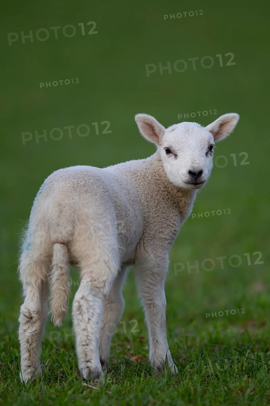 Domestic sheep (Ovis aries) juvenile baby lamb farm animal standing in a grass field, England, United Kingdom