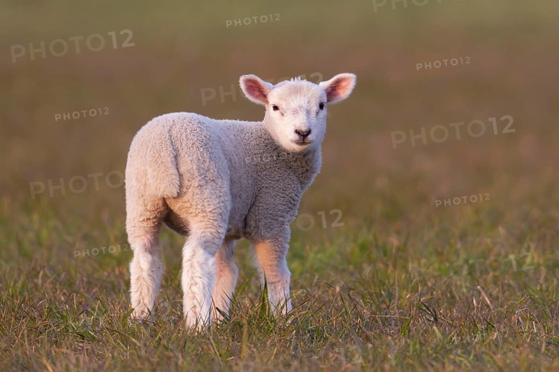 Domestic sheep (Ovis aries) juvenile baby lamb farm animal standing in a grass field, England, United Kingdom